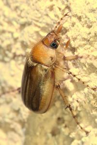 <i>Rhizotrogus marginipes</i>