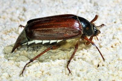 <i>Melolontha melolontha</i>