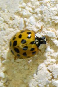 <i>Harmonia axyridis</i>