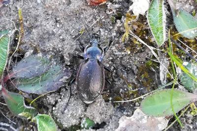 <i>Carabus nemoralis</i>