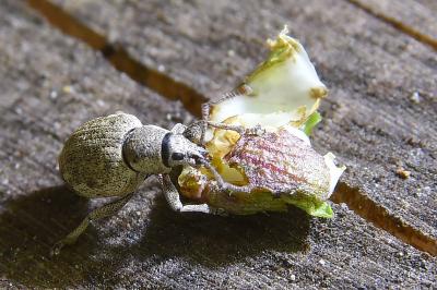 <i>Peritelus sphaeroides</i>