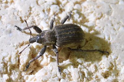 <i>Brachypera zoilus</i>