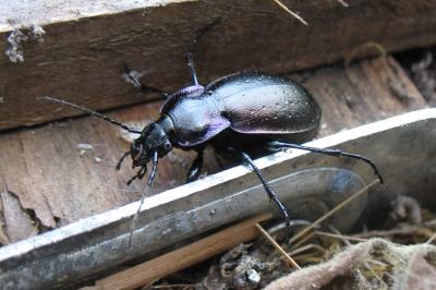 <i>Carabus nemoralis</i>