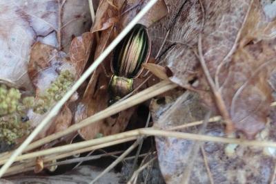 <i>Carabus auratus</i>