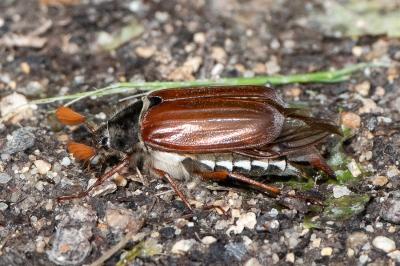 <i>Melolontha melolontha</i>