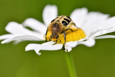 <i>Trichius gallicus</i>