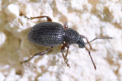 <i>Otiorhynchus ovatus</i>