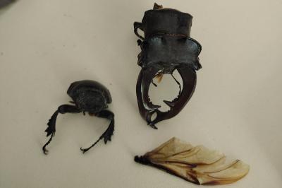 <i>Lucanus cervus cervus</i>