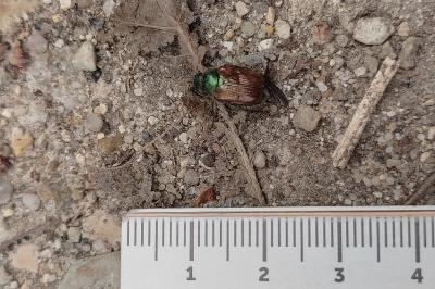 <i>Phyllopertha horticola</i>