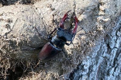 <i>Lucanus cervus cervus</i>