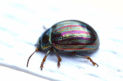 <i>Chrysolina americana</i>