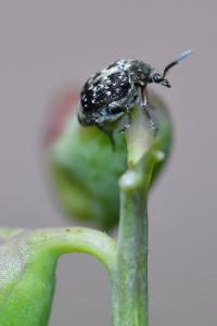 <i>Bruchus</i>