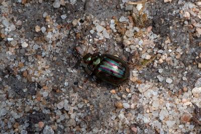 <i>Chrysolina americana</i>