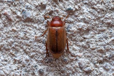 <i>Amphimallon majale</i>