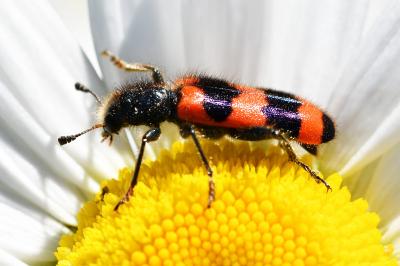 <i>Trichodes apiarius</i>