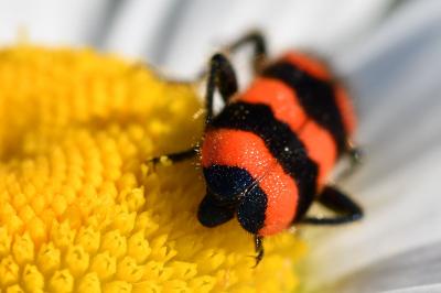 <i>Trichodes apiarius</i>
