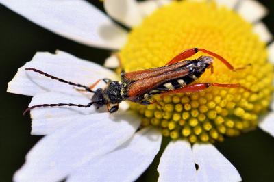 <i>Stenopterus rufus</i>