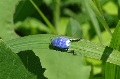 <i>Hoplia coerulea</i>