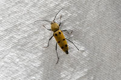<i>Chlorophorus glabromaculatus</i>