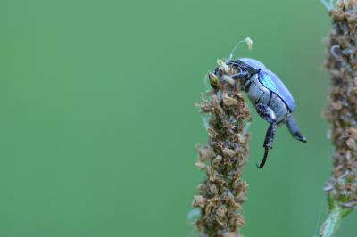 <i>Hoplia coerulea</i>