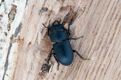 <i>Dorcus parallelipipedus</i>