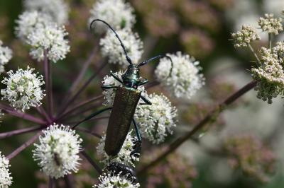 <i>Aromia moschata</i>