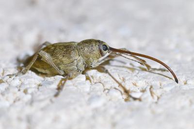 <i>Curculio elephas</i>