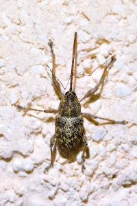 <i>Curculio elephas</i>