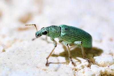<i>Polydrusus formosus</i>