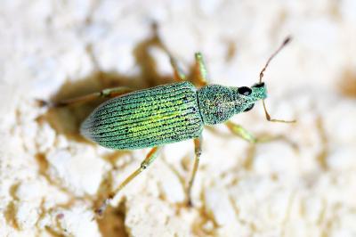<i>Polydrusus formosus</i>