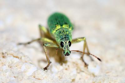 <i>Polydrusus formosus</i>