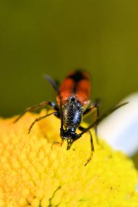 <i>Stenurella bifasciata</i>