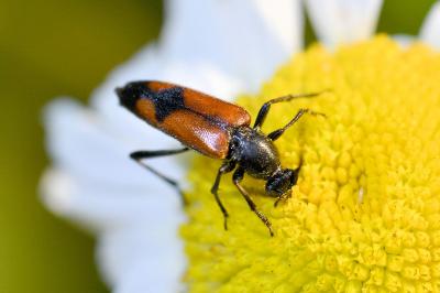 <i>Stenurella bifasciata</i>