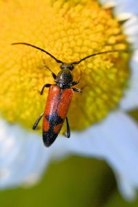 <i>Stenurella bifasciata</i>
