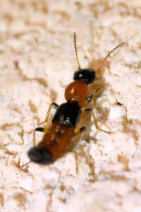 <i>Paederus littoralis</i>