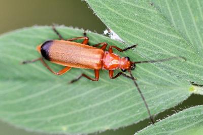 <i>Rhagonycha fulva</i>