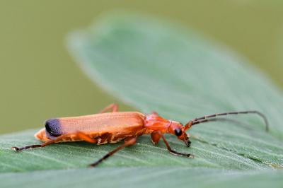<i>Rhagonycha fulva</i>