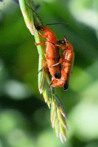 <i>Rhagonycha fulva</i>