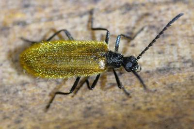 <i>Lagria hirta</i>