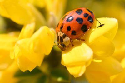 <i>Harmonia axyridis</i>