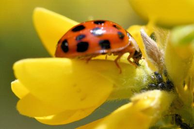 <i>Harmonia axyridis</i>