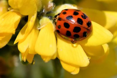 Harmonia axyridis
