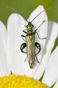 <i>Oedemera nobilis</i>