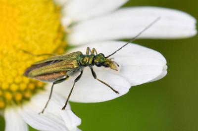 <i>Oedemera nobilis</i>