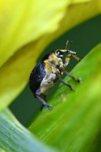 <i>Mononychus punctumalbum</i>