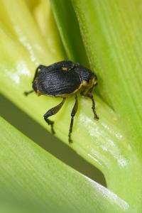 <i>Mononychus punctumalbum</i>
