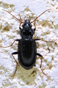 <i>Nebria salina</i>