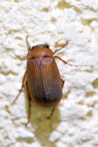 <i>Serica brunnea</i>