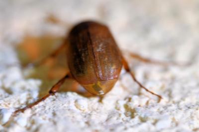 <i>Serica brunnea</i>