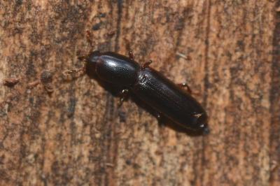 <i>Teredus cylindricus</i>